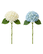 Everlasting Hydrangeas