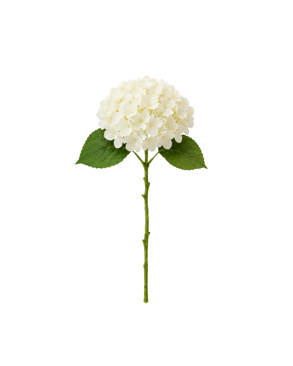 Everlasting Hydrangeas
