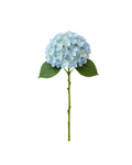 Everlasting Hydrangeas