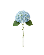Everlasting Hydrangeas