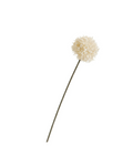 Pom-Pom Chrysanthemum Stem