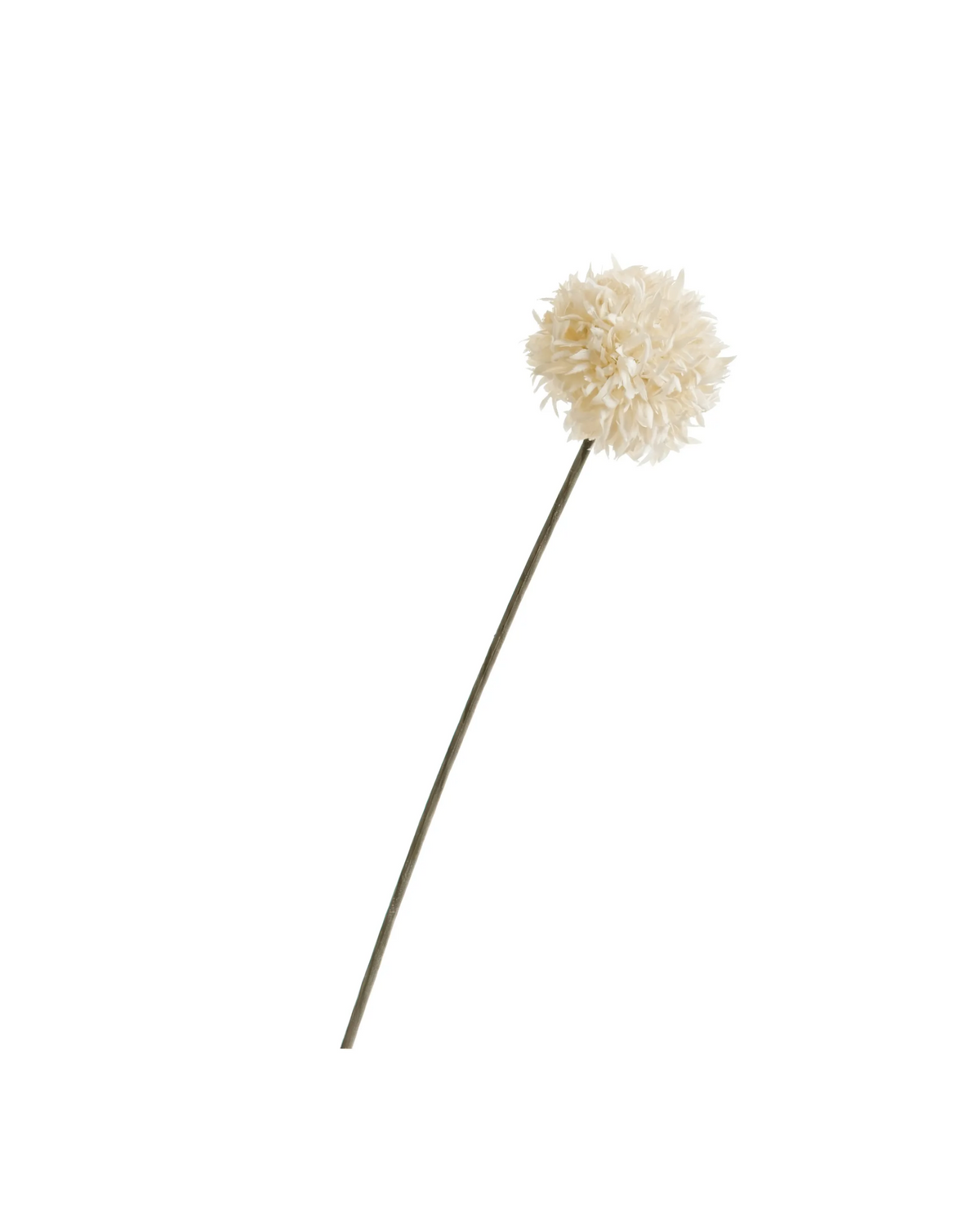 Pom-Pom Chrysanthemum Stem
