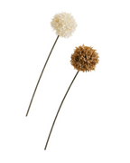 Pom-Pom Chrysanthemum Stem