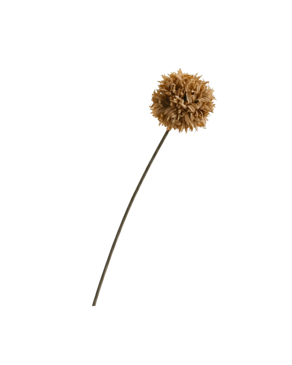 Pom-Pom Chrysanthemum Stem