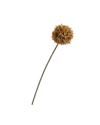Pom-Pom Chrysanthemum Stem