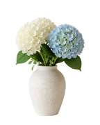 Everlasting Hydrangeas