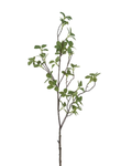 Everlasting Large Leaf Ficus Stem
